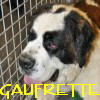GAUFRETTE GAUFRETTE