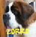 ZORRO ZORRO