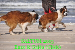SALTUM 2013
Enzo & Gala (Click)