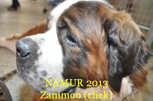 NAMUR 2013
Zanimoo (click)