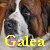 Galea